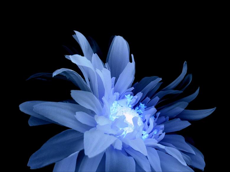 Free stock image of Blue Flower created by Iva Villi