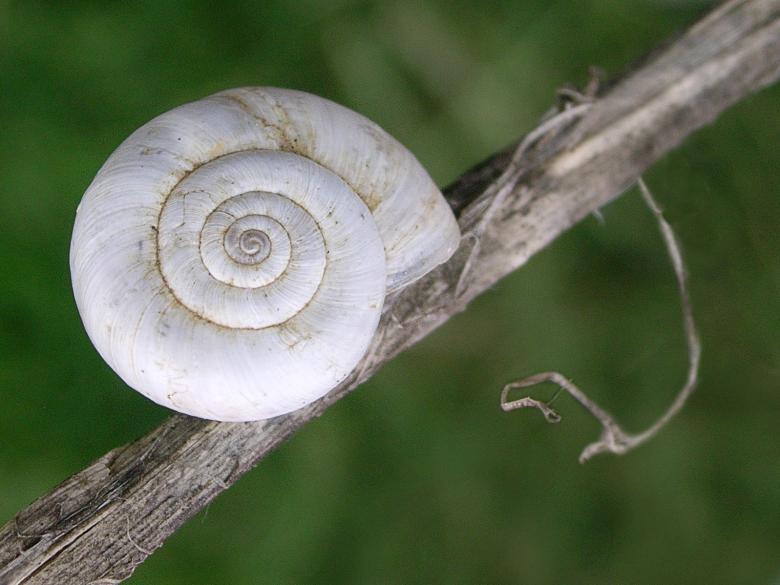 Free stock image of Snail Shell created by Iva Villi