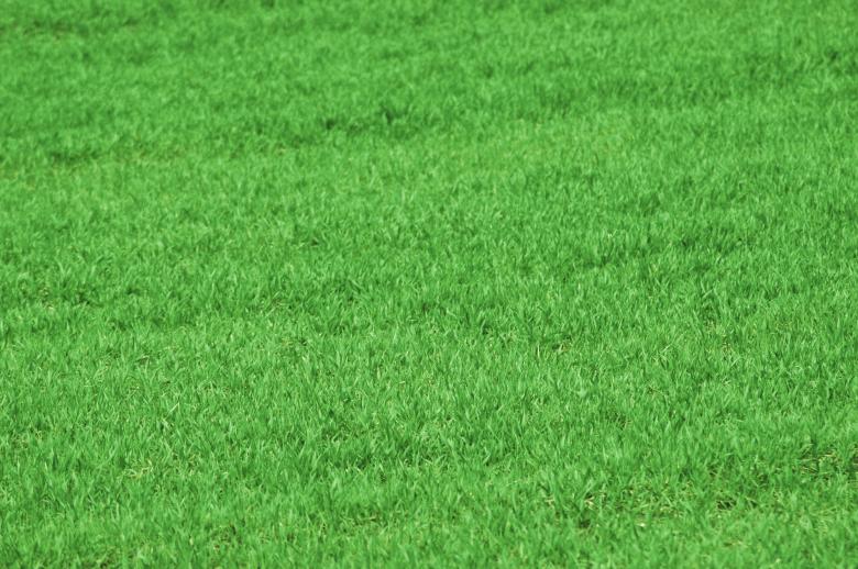 Free stock image of Grass Texture created by Iva Villi