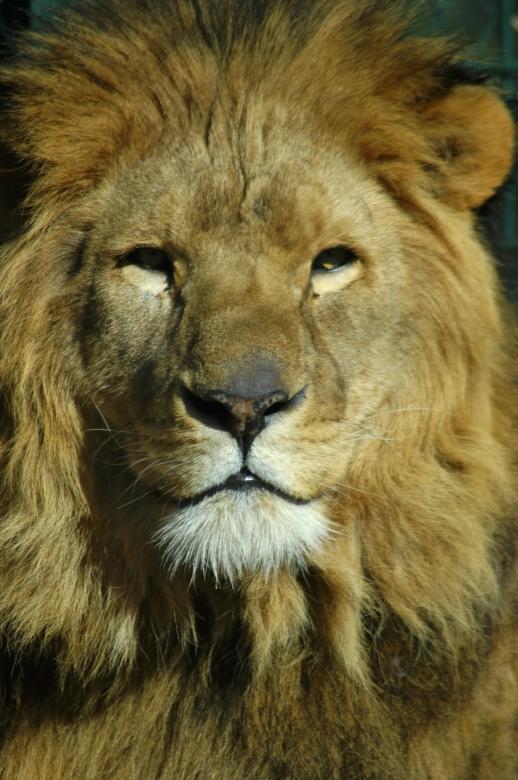 Free stock image of Lion created by Iva Villi