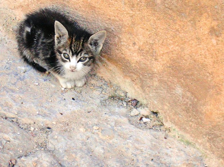 Free stock image of Small Kitten created by Iva Villi