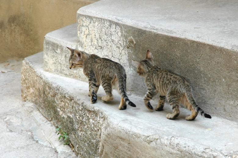 Free stock image of Kittens on the Street created by Iva Villi