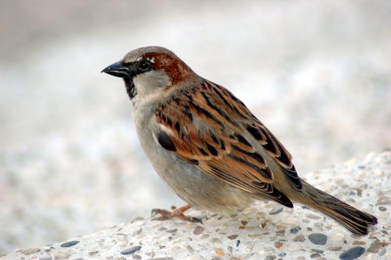 Free stock image of Sparrow created by Iva Villi