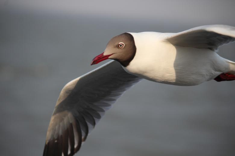 Free stock image of Bird Flying created by Subhojit Das