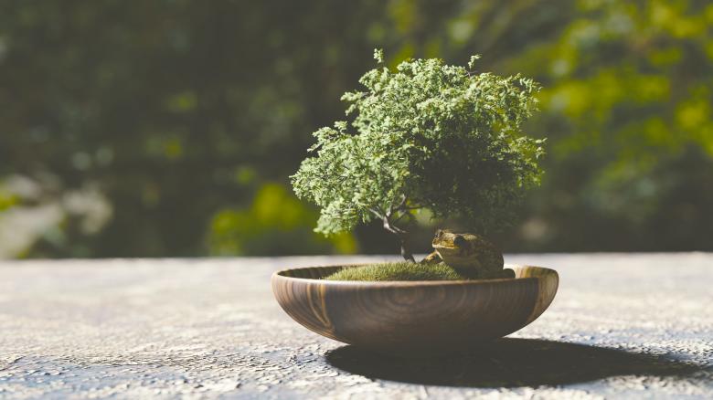Free stock image of Bonsai created by Pixabay