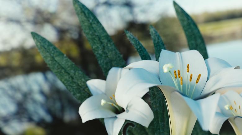 Free stock image of White Flowers created by Pixabay