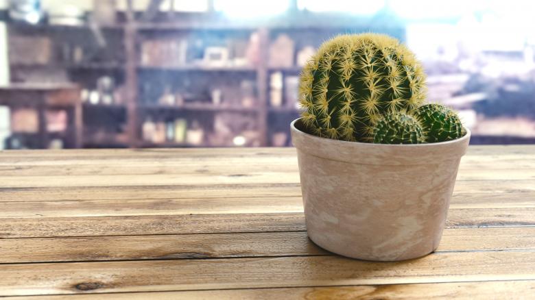 Free stock image of Cactus Pot created by Pixabay