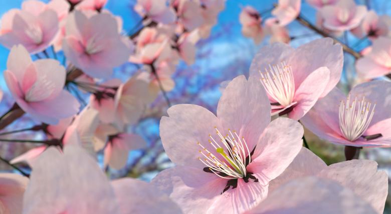 Free stock image of Sakura Flowers created by Pixabay