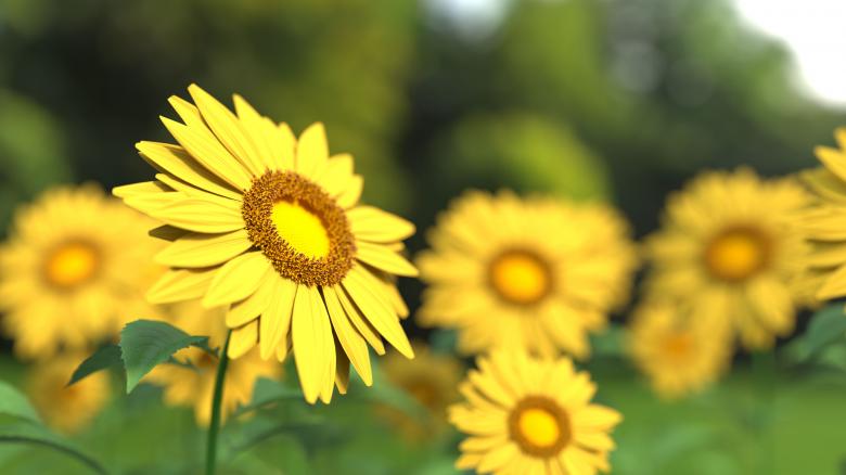 Free stock image of Sunflower Field created by Pixabay