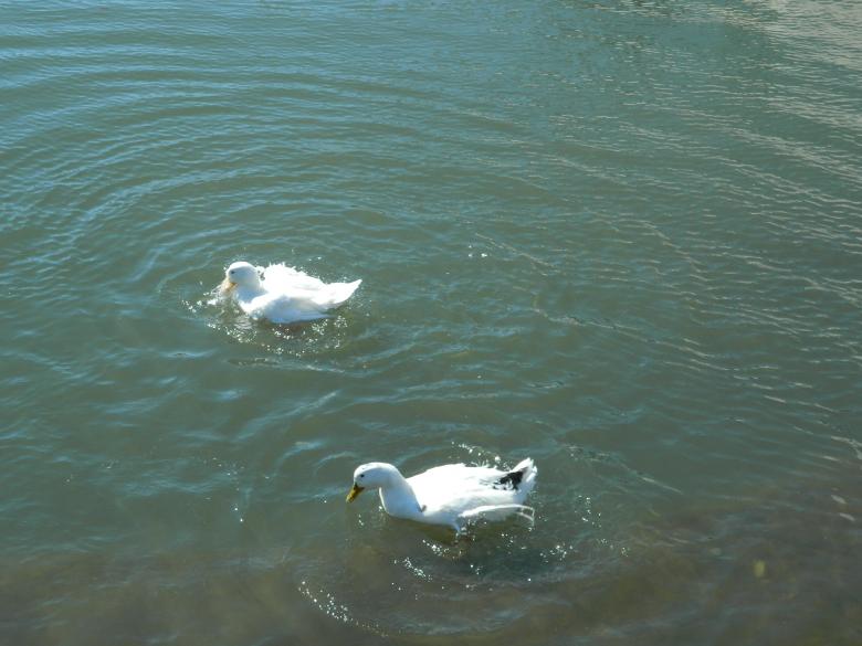 Free stock image of Ducks in Water created by Hulya Yılmaz