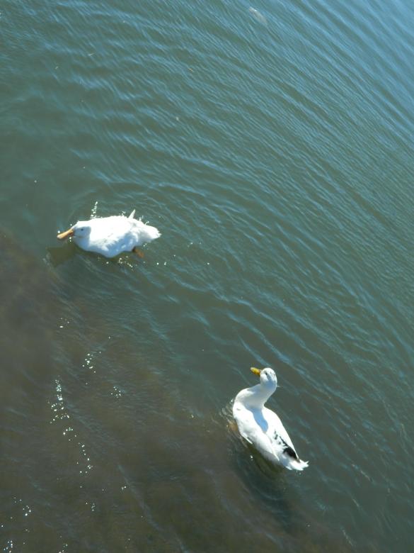Free stock image of Two Ducks created by Hulya Yılmaz
