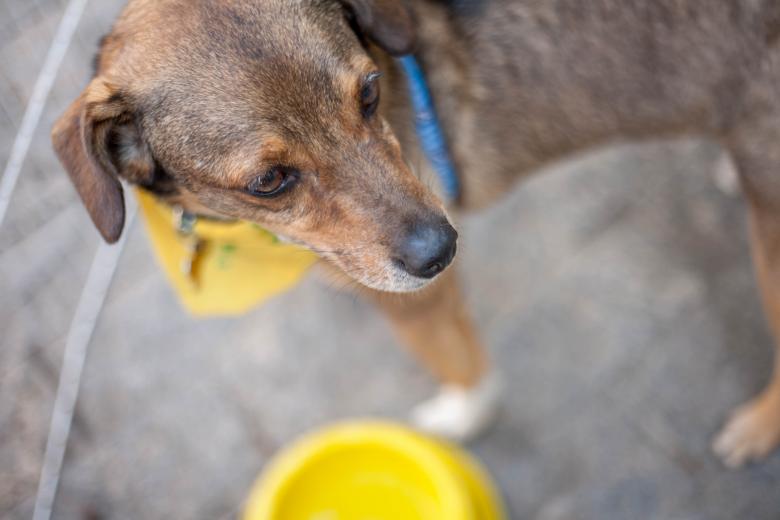 Free stock image of Pet Dog created by Pixabay