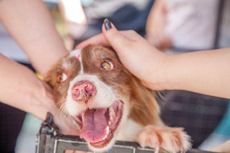 Free stock image of Pet Dog created by Pixabay