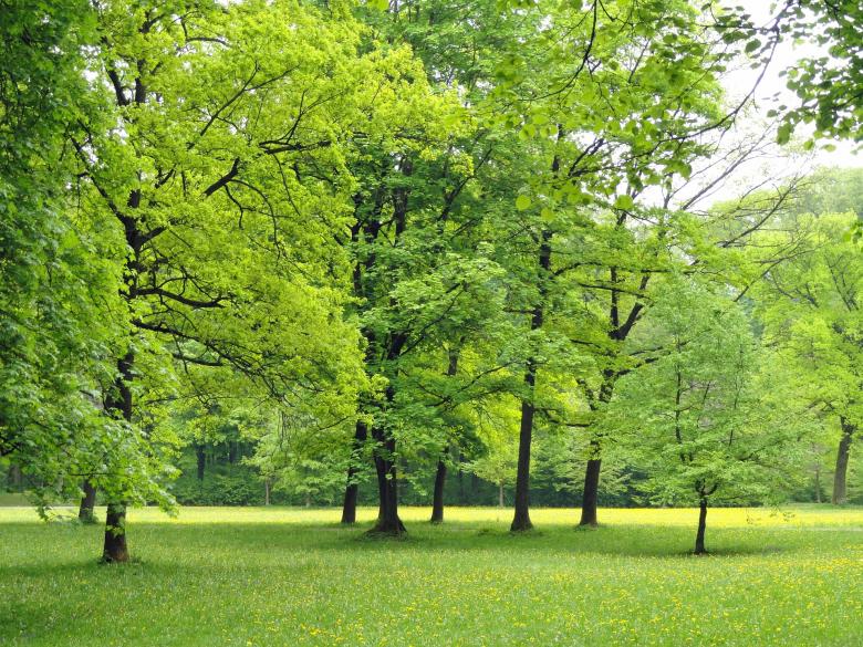 Free stock image of Greenery in Germany created by Pixabay