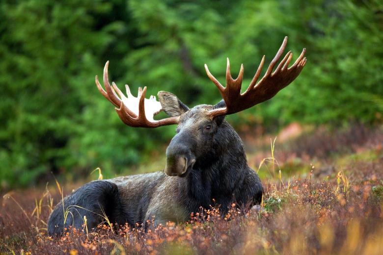 Free stock image of Wild Moose created by Pixabay