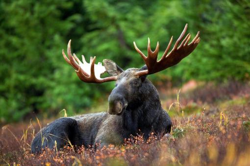 Free Stock Photo of Wild Moose