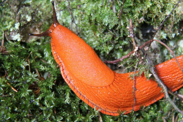 Free stock image of Snail Closeup created by Pixabay