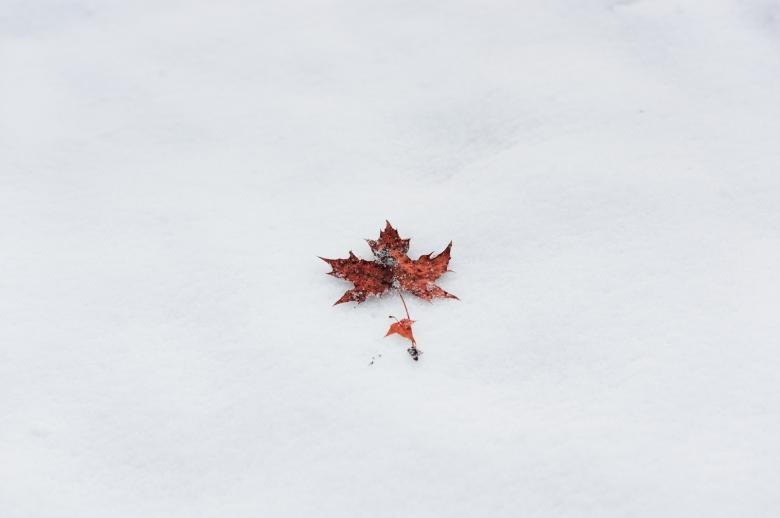 Free stock image of Winter Leaf created by Pixabay