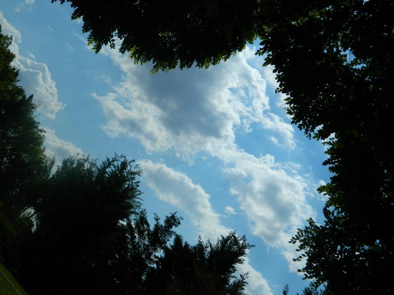 Free stock image of Clouds Through the Trees created by Hulya Yılmaz