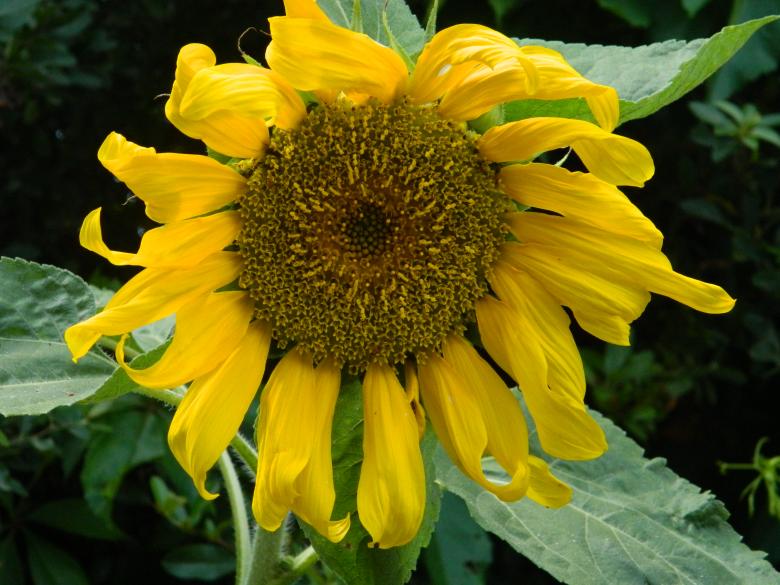 Free stock image of Sunflower created by Hulya Yılmaz