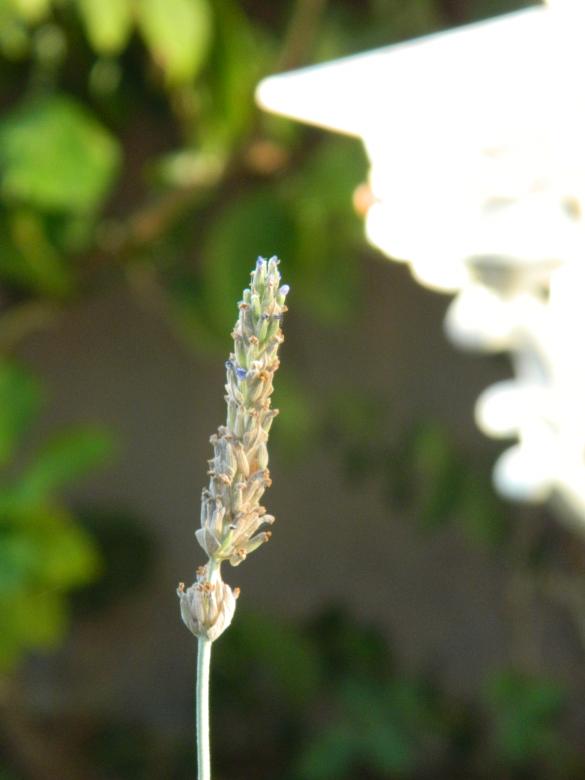 Free stock image of Lavender created by Hulya Yılmaz