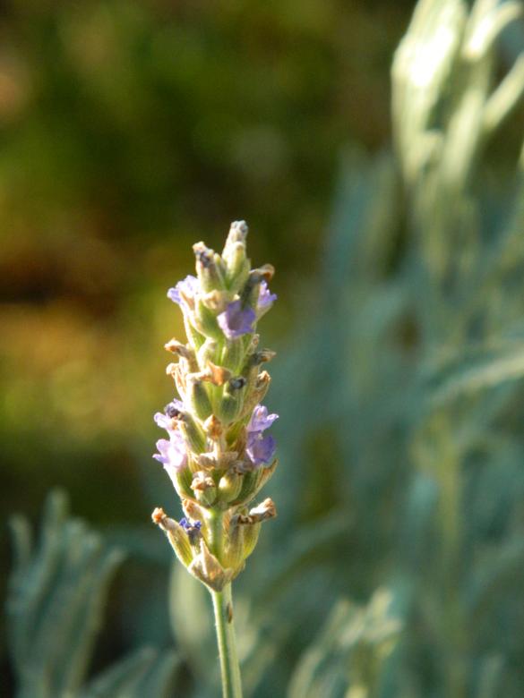 Free stock image of Lavender created by Hulya Yılmaz