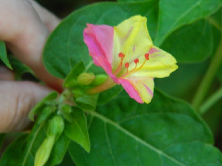Free stock image of Small Flower created by Hulya Yılmaz