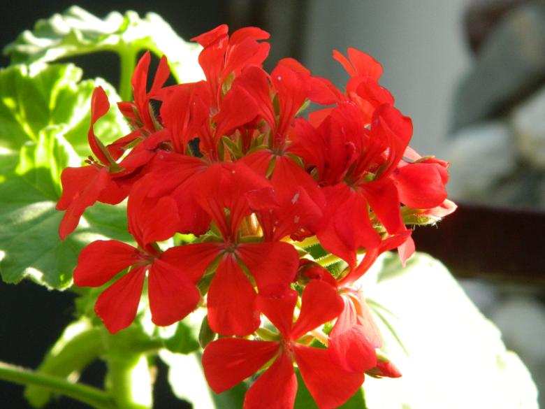 Free stock image of Red Flower created by Hulya Yılmaz