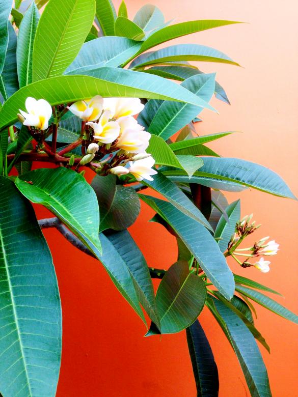 Free stock image of Tropical Leaves and Flowers created by Chen Yen Ju