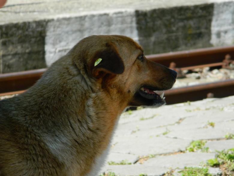 Free stock image of Dog Head created by Hulya Yılmaz