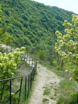 Free Stock Photo of Nature Road