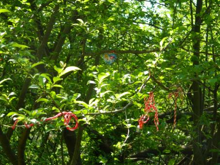 Free Stock Photo of Traditional Bulgarian Martenitsas on the tree 
