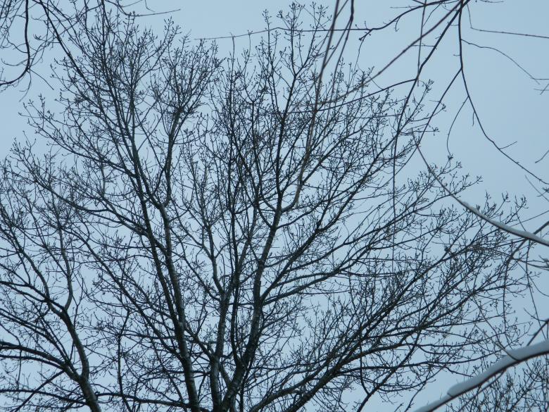 Free stock image of Winter Tree created by Hulya Yılmaz