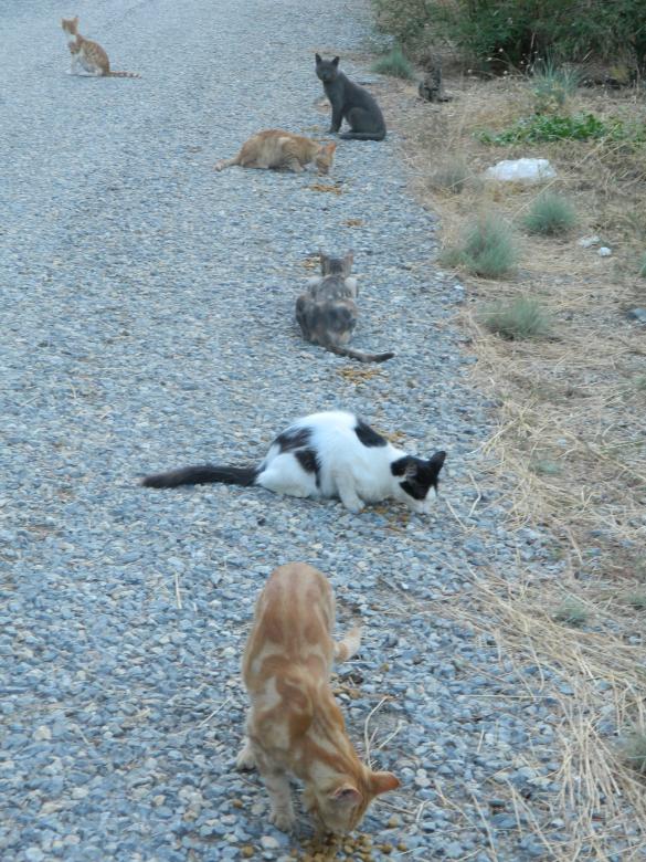 Free stock image of Stray Cats created by Hulya Yılmaz
