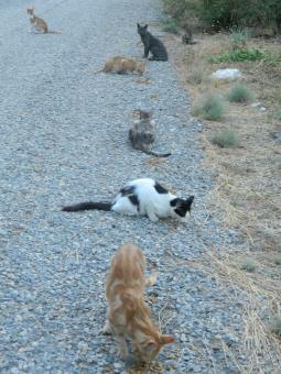 Stray Cats - Free Stock Photo