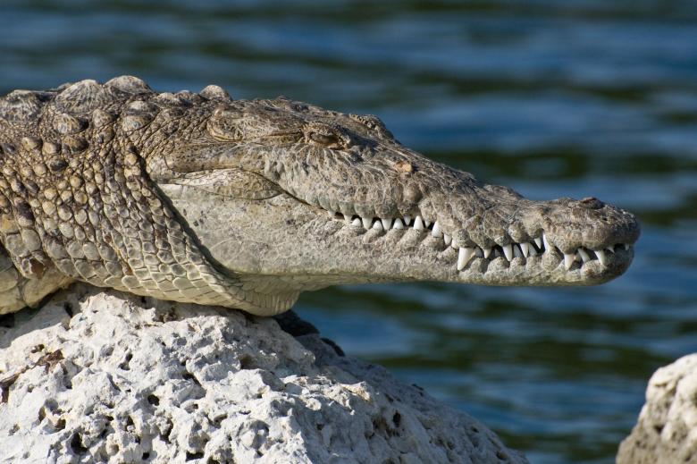 Free stock image of Wild Alligator created by Pixabay
