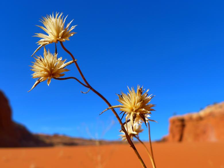 Free stock image of Desert Plant created by Pixabay