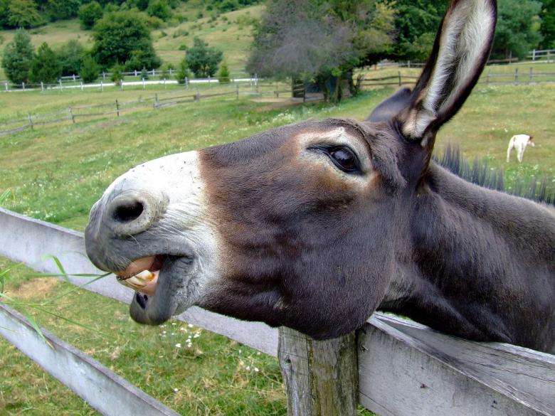 Free stock image of Donkey in the Farm created by Pixabay