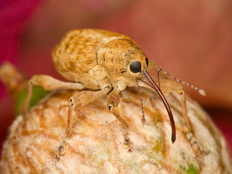 Free stock image of Filbert Weevil created by Pixabay