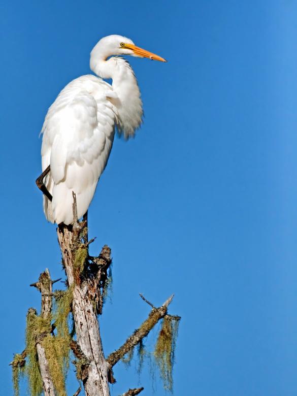 Free stock image of Giant Egret created by Pixabay