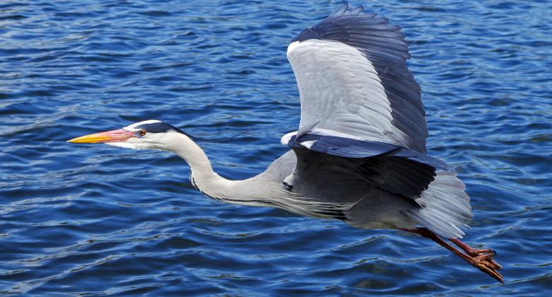 Free stock image of Grey Heron created by Pixabay