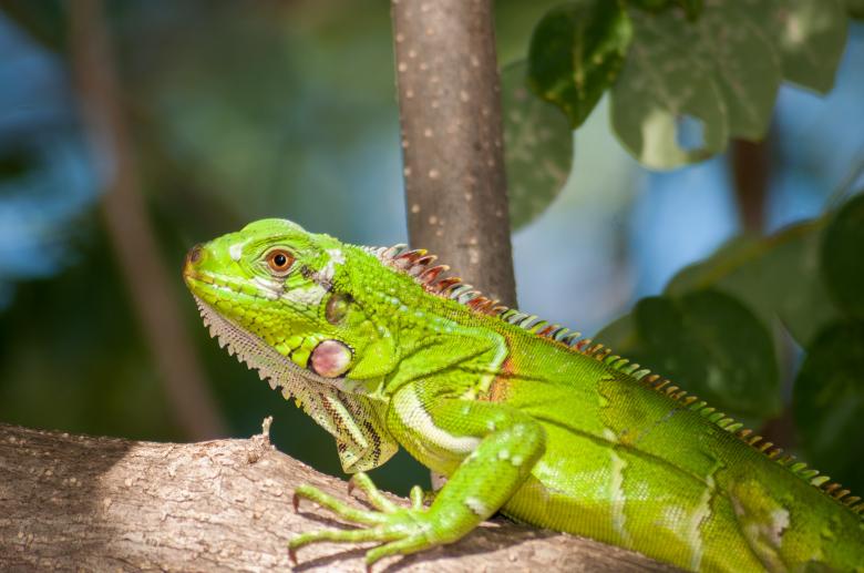 Free stock image of Wild Iguana created by Pixabay