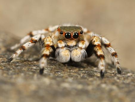 Free Stock Photo of Jumping Spider
