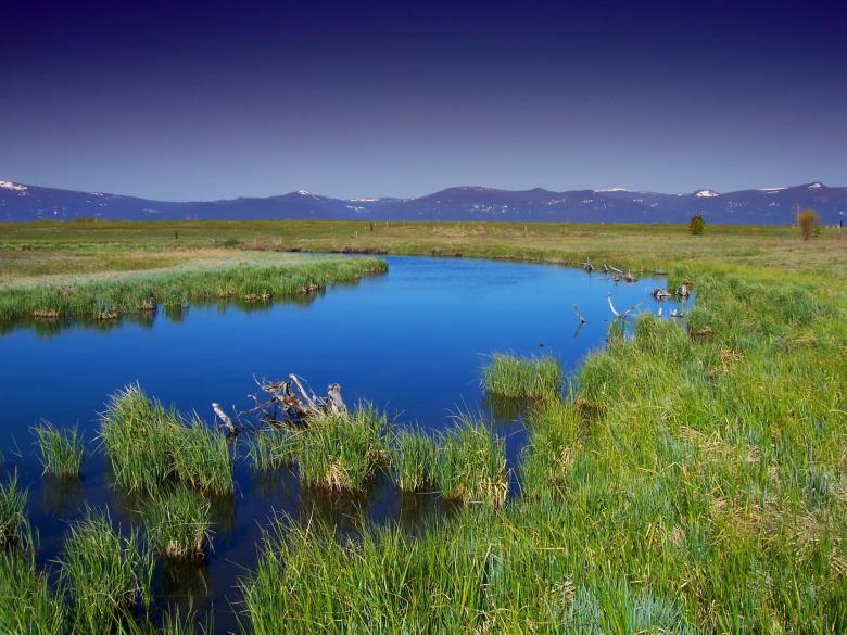 Free stock image of Wild Grass created by Pixabay