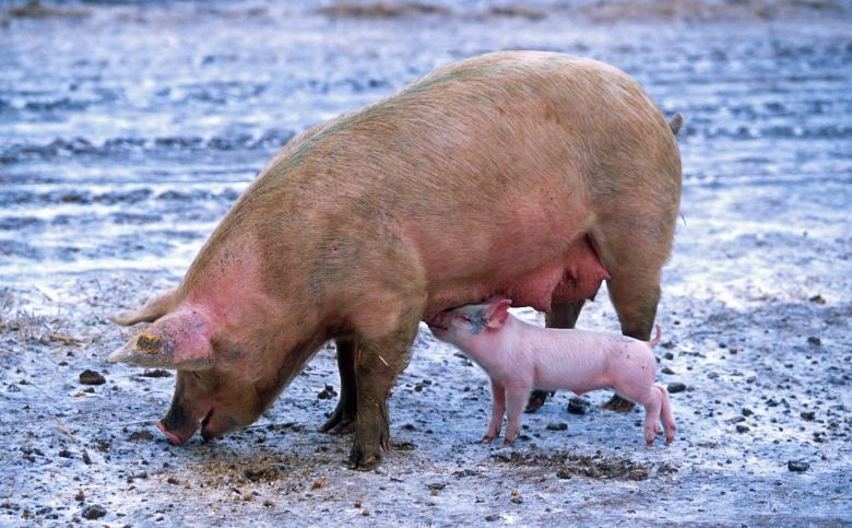 Free stock image of Pig Feed created by Pixabay