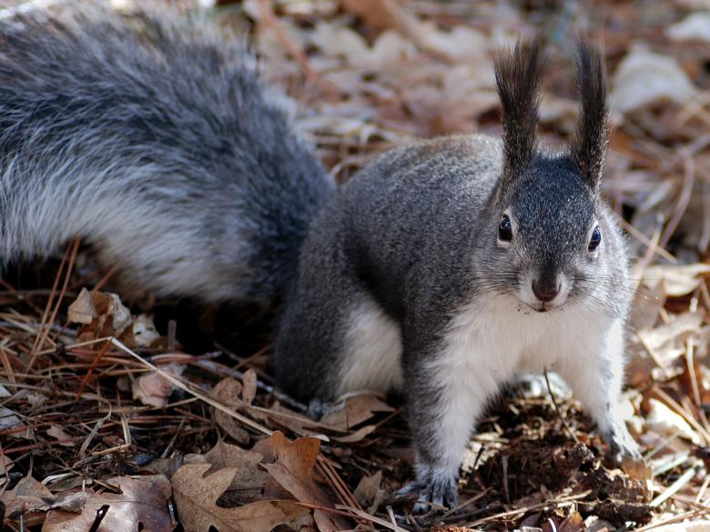 Free stock image of Wild Squirrel created by Pixabay