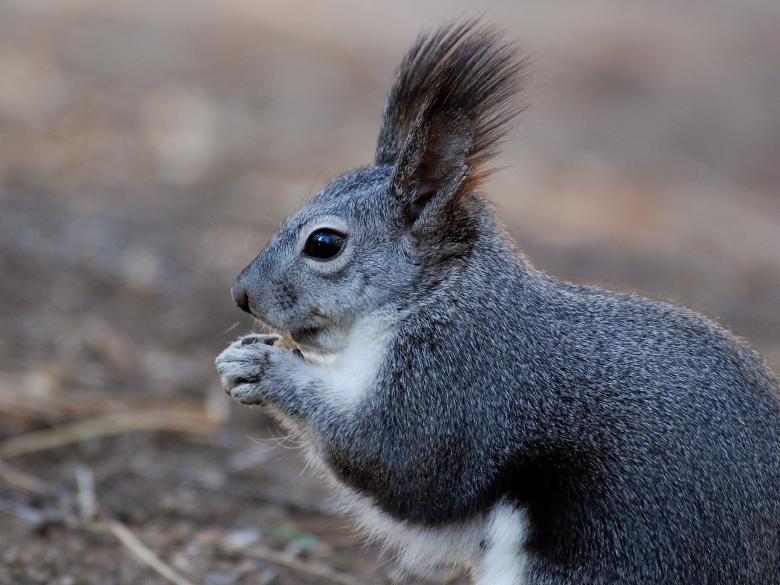 Free stock image of Wild Squirrel created by Pixabay