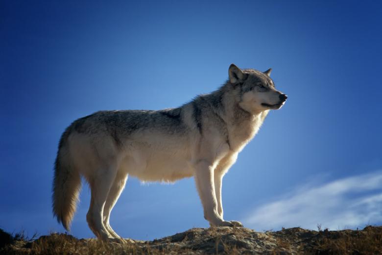 Free stock image of Wild Wolf created by Pixabay