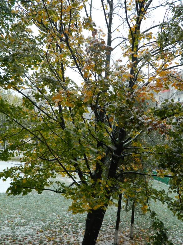Free stock image of Ice on tree created by Hulya Yılmaz