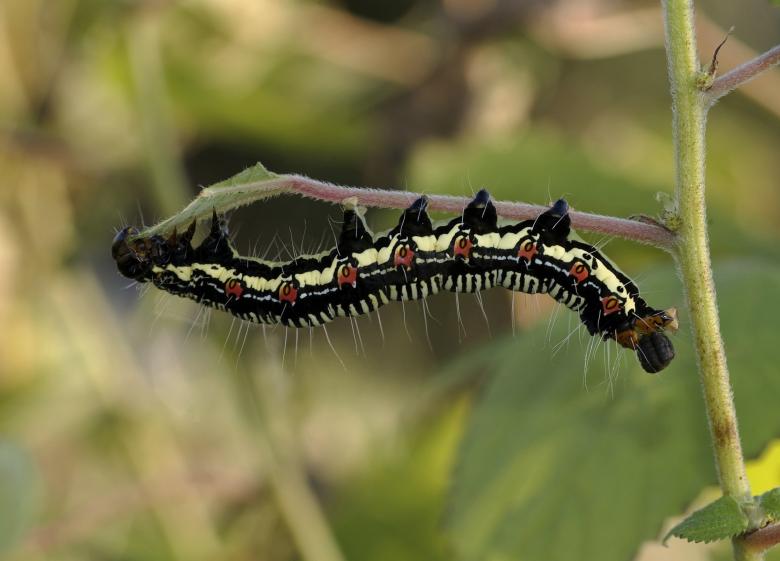 Free stock image of Arcte Coerula created by Pixabay